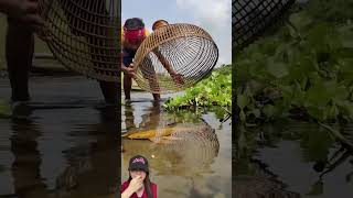 TANGKAP IKAN EMAS DI SAWAH ‼️shorts funny dubbing [upl. by Luelle]