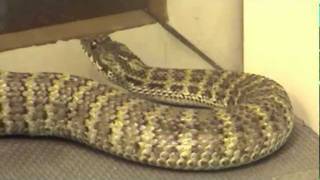 Papuan Death Adder Acanthophis rugosus Extraction [upl. by Cuyler]