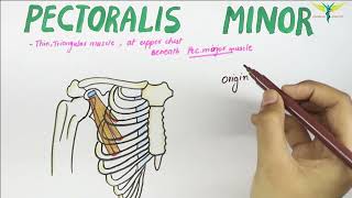 Pectoralis Minor  Muscle  Origin  Insertion  Nerve supply  Action [upl. by Caraviello]