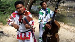 LA ABEJA MIOPE version Huichol CARRILLOS MUSICAL [upl. by Slavin]