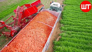 How Carrots are Harvested amp Processed  Modern Carrot Processing Technology  Food Factory [upl. by Ellerad641]