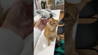 My cat has his own personal drone [upl. by Koval]