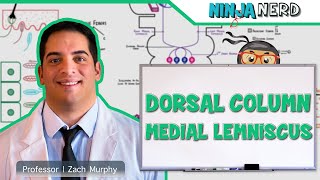 Ascending Tracts  Dorsal Column Medial Lemniscus Pathway [upl. by Fredericka]