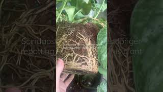 Super Root Bound Scindapsus Pictus Exotica scindapsus plants repotting [upl. by Rillis804]