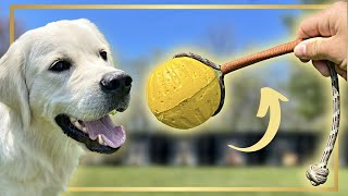 HOW TO TEACH FETCH LIKE A PRO FIRST SESSION [upl. by Kronfeld]