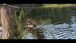 Pied Billed Grebe in Winter Plumage [upl. by Wagshul999]