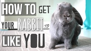 How To Get Your Rabbit To Like You [upl. by Kerge423]