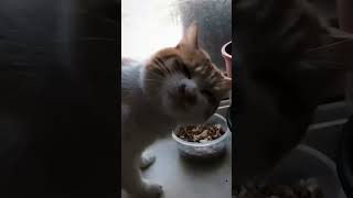 Cats shouldn’t play with fire 🔥🙀funny foryou shortvideo cutecat cat cute funnyvideo [upl. by Azarria392]