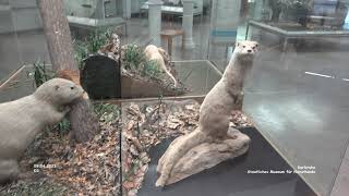 Staatliches Museum für Naturkunde  Karlsruhe [upl. by Refotsirk]