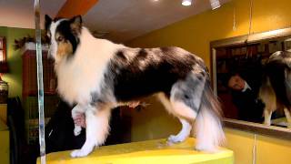 7 Minute Rough Collie Contour Trim [upl. by Dove]