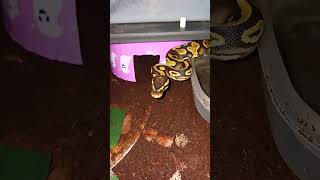 Laehey Tilly toke and Banana krumble my ball pythons [upl. by Migeon]