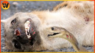 15 Crazy Moments Hyenas Suffer Pain When Hit By Snake Venom  Animal World [upl. by Siloam]