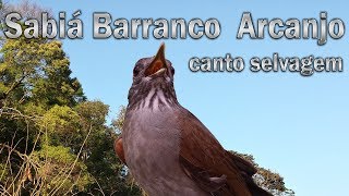 Sabiá barranco Arcanjo gravada ao vivo em HQ para ensinamento de filhotes [upl. by Rosemare]