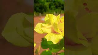 Hibiscus flower 🌺subscribe 🙏👌 [upl. by Yekciv]