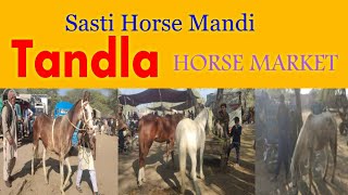 Tandla Mandi Faisalabad   PANJAB HORSE MARKET  NEW VIDEO [upl. by Assetniuq873]