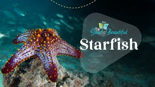 Starfish  Marine Biology  The Good and the Beautiful [upl. by Lissa]