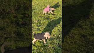 Weimaraner puppies first time outside 💕animals love doglover pets puppy [upl. by Ornie406]