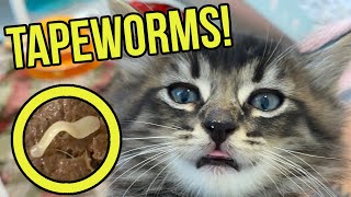 Ew These Kittens Have Tapeworms in their Poop Learn how to identify and treat tapeworms [upl. by Paapanen983]