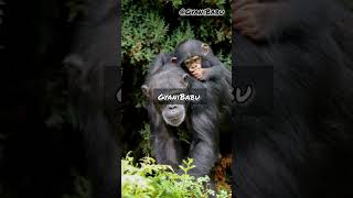 Chimpanzee 🐒 fun fact hindi facts evolution psychology [upl. by Merrow889]