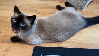 Siamese cat meowing and chirping when asked if he wants to go outside [upl. by Niwhsa]