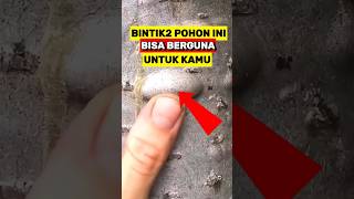 Cairan Pohon ini Bisa Sangat Berguna saat Survival Di Hutan‼️ [upl. by Arelus]