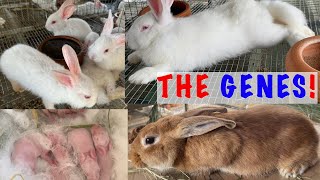 This is How I Succeeded In Rabbit Farming Ghana watch and Learn [upl. by Atsillak544]