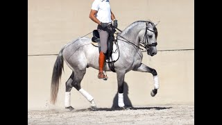 Noble Lusitano stallion with good movements for dressage  CLEAN XRAYS  2019160CM [upl. by Hercules]