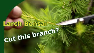 Pruning Larch bonsai [upl. by Rennug822]