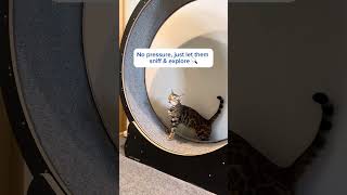 Cat wont use the wheel Watch this training catwheel [upl. by Sixla]