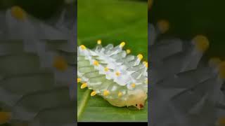 Enchanting Jewel Caterpillar Natures Colorful Marvelquot youtubeshorts butterfly microscopicworld [upl. by Enelloc418]