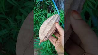 How to collect Ridge gourd seeds garden [upl. by Oidacra]