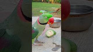 Alexandrine Parrot Eating Guava 😋 alexandrine parrot parrotparadise [upl. by Kellie206]