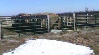 Cattle Winter Feeding Structure [upl. by Lonny720]