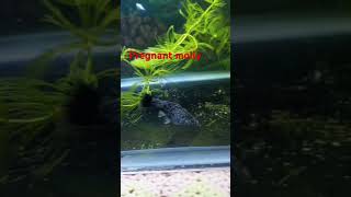 Molly fish going to give birth guppies newmusic mollies betta goldenfish shortsvideos [upl. by Irek101]