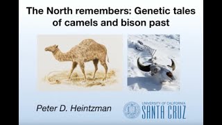 YSI Lecture The North remembers Genetic tales of camels and bison past Pete Heintzman 20160617 [upl. by Yelak]