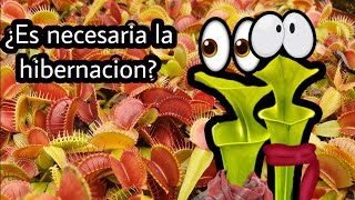 ¿Es necesaria la hibernación en las Plantas Carnívoras [upl. by Assirual602]