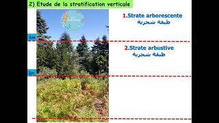 Etude de la stratification verticale des plantes [upl. by Anayia]