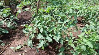 Amazing growth of ansal f1 at 38 days tomatoes 🍅 [upl. by Airotal]