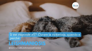 Il vet risponde 57 Curare la rickettsia Quando e perchè [upl. by Dzoba]