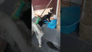 Teriak minta pulang catlover kucing catrescue [upl. by Beach438]