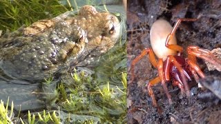 Toads and Woodlouse Spider  Hackney Marshes  London Wildlife [upl. by Annavaig102]