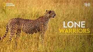 Lone Warriors  Animal Fight Club  हिन्दी  National Geographic [upl. by Hcelemile229]