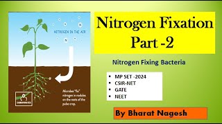 nitrogen Fixing bacteria Biological nitrogen fixation [upl. by Ja]