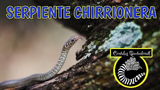 Serpiente Chirrionera [upl. by Nhguav293]