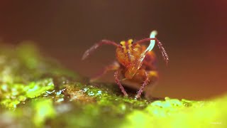 Globular Springtails demonstrating their collophore again [upl. by Nitin629]