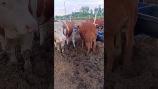 Cattle management Cattle price trend forecast Bull market analysis 465 [upl. by Eceinaj561]