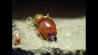 Higher Termite Macrotermes gilvus the worker minor and major soldier caste [upl. by Plank]