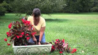 How to Replant Begonias  Begonias [upl. by Ahsienar]