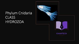 Class Hydrozoa  Classification of Phylum Cnidaria [upl. by Sorilda549]