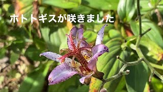 まるおの母 まるこの宿根草と低木の庭 2023 10 06 風が強い庭。ブッドレアで吸蜜しているヒメクロホウジャクを撮影していたら、オオカマキリが鎌を…。狩りは失敗でした。朝夕涼しくなりよく眠れる😰 [upl. by Gibbs]